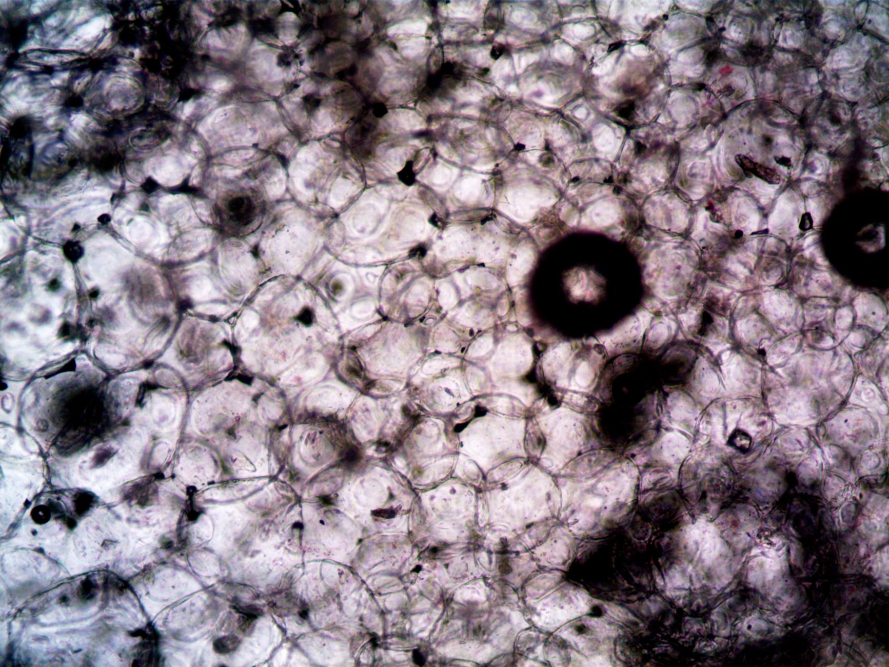 Microscopic image showcasing the intricate structure and texture of plant cells — UPI Study