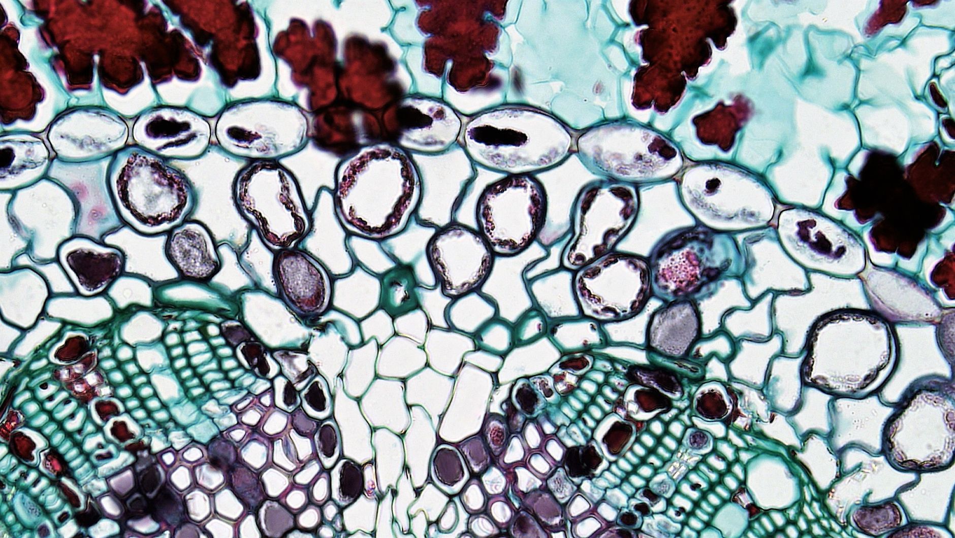 Colorful microscopic image showcasing the intricate details of plant tissue cells — UPI Study