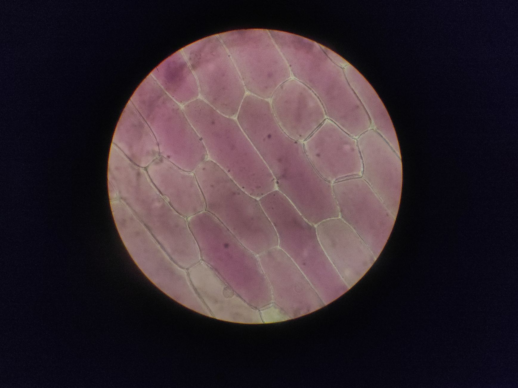 Detailed image of onion epidermal cells under a microscope — UPI Study