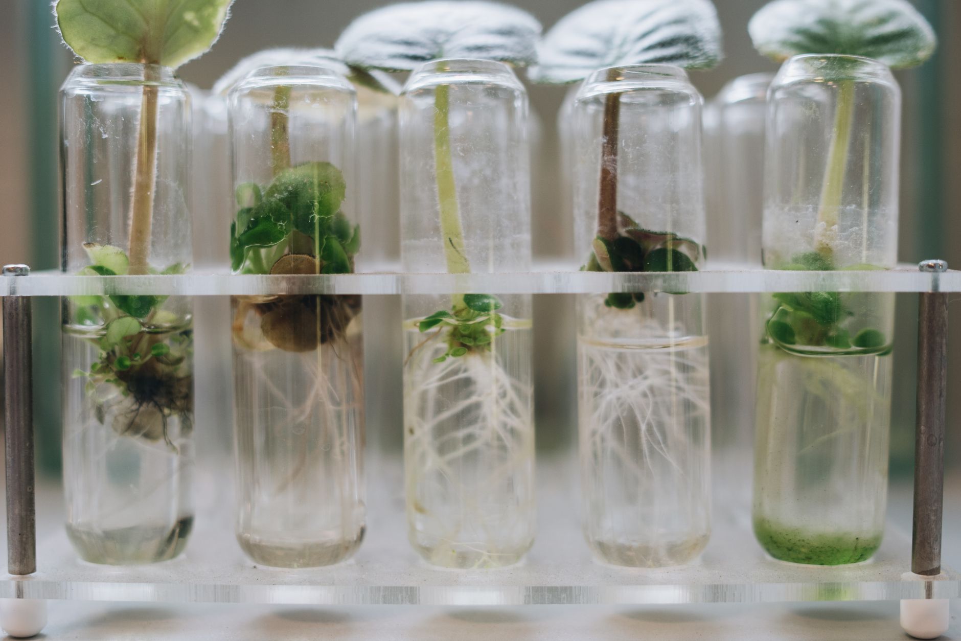 Close-up of plant tissue culture in laboratory test tubes showcasing micropropagation — UPI Study