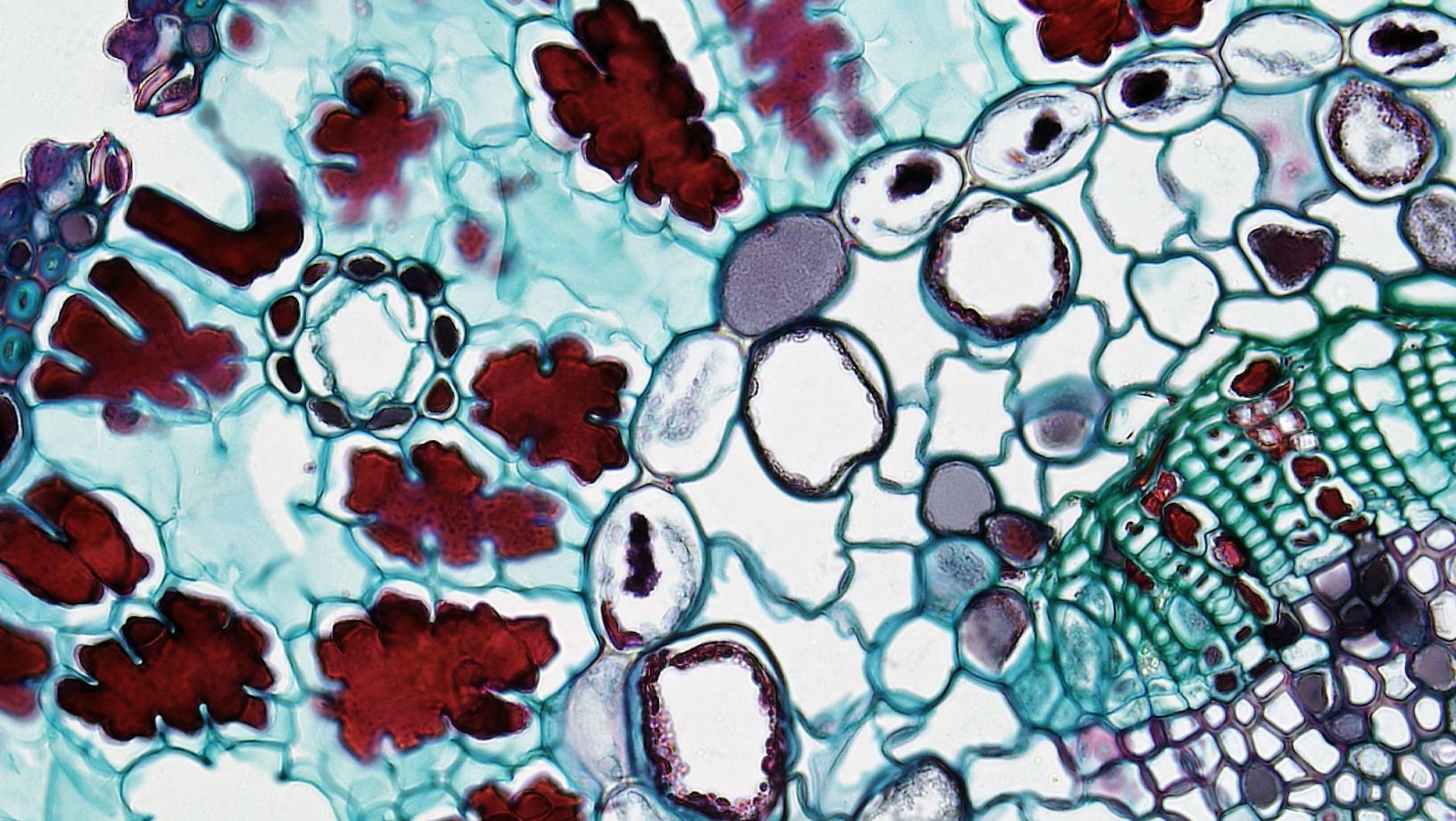 Colorful plant cell structure under microscope exhibiting detailed biology patterns — UPI Study