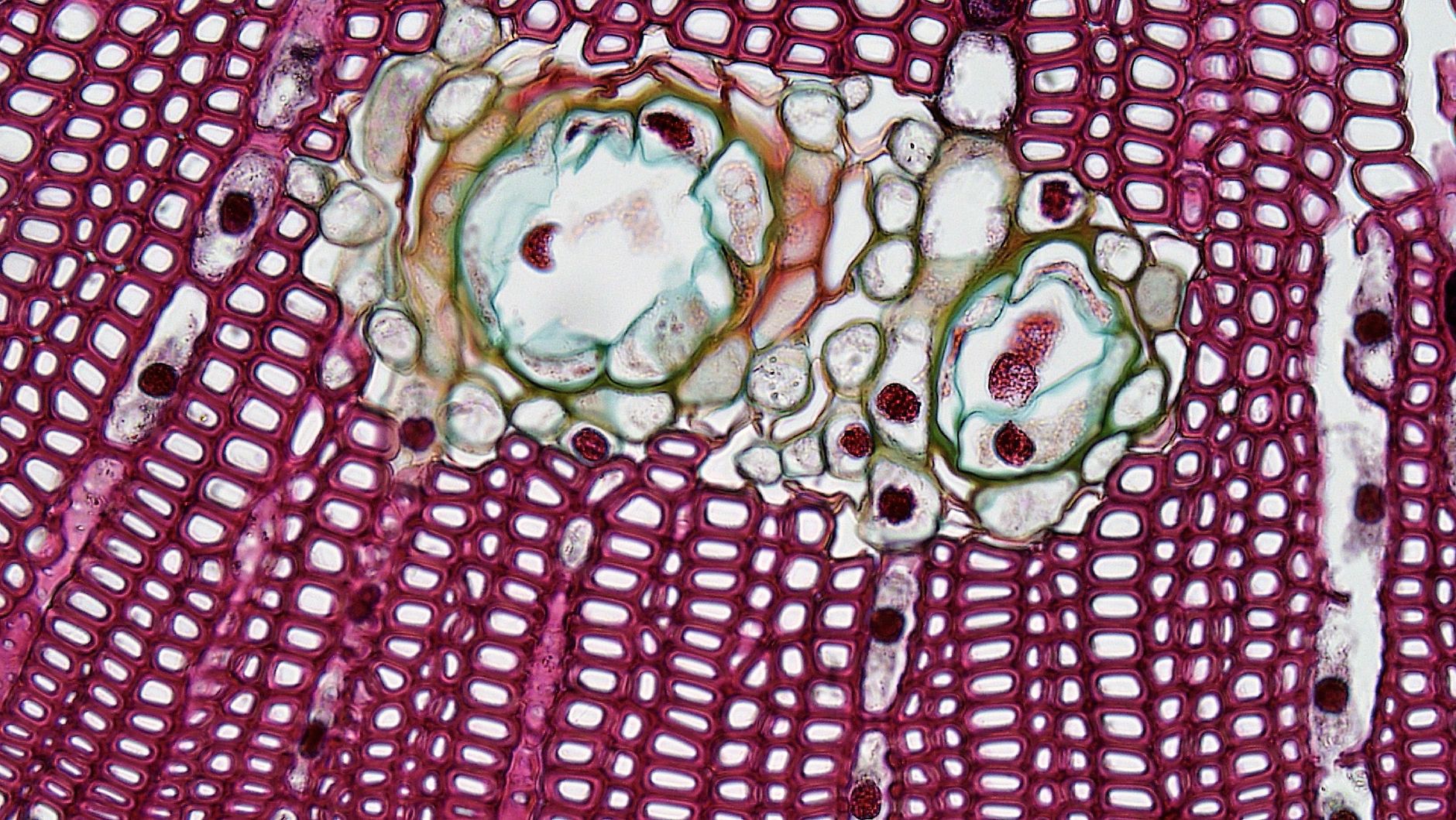 Colorful microscopic view of plant tissue showing cells and structure — UPI Study