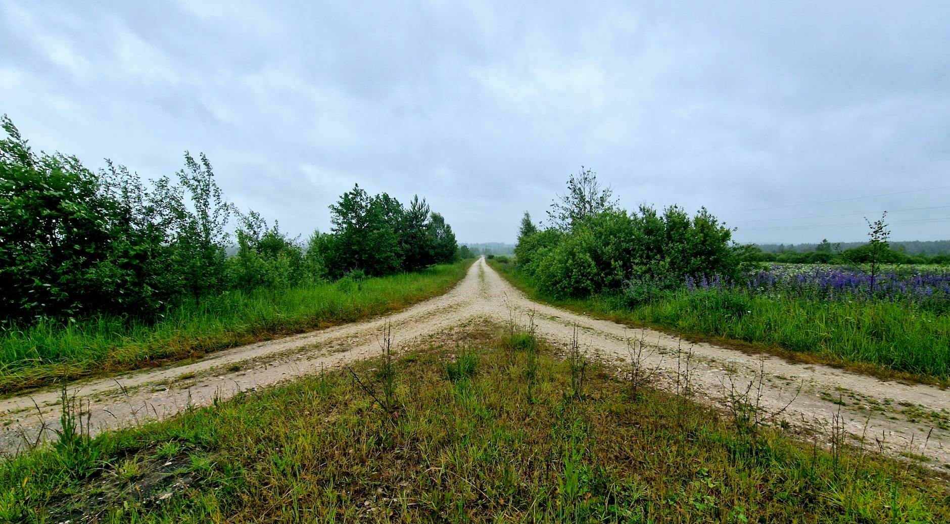 Forked dirt road surrounded by greenery under an overcast sky in the countryside — UPI Study