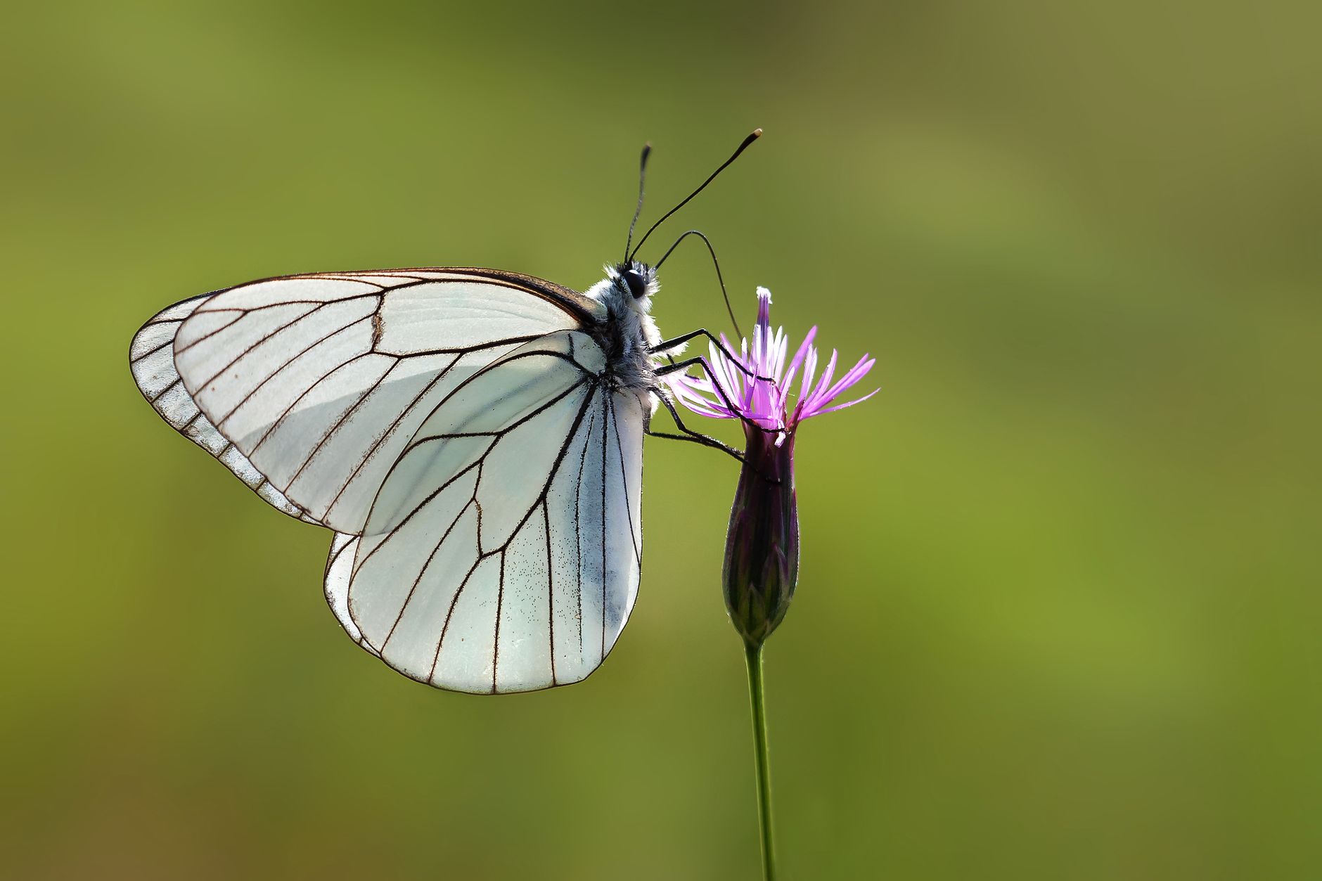 Close-up of a Black-veined White butterfly (Aporia crataegi) on a pink flower against a green background — UPI Study
