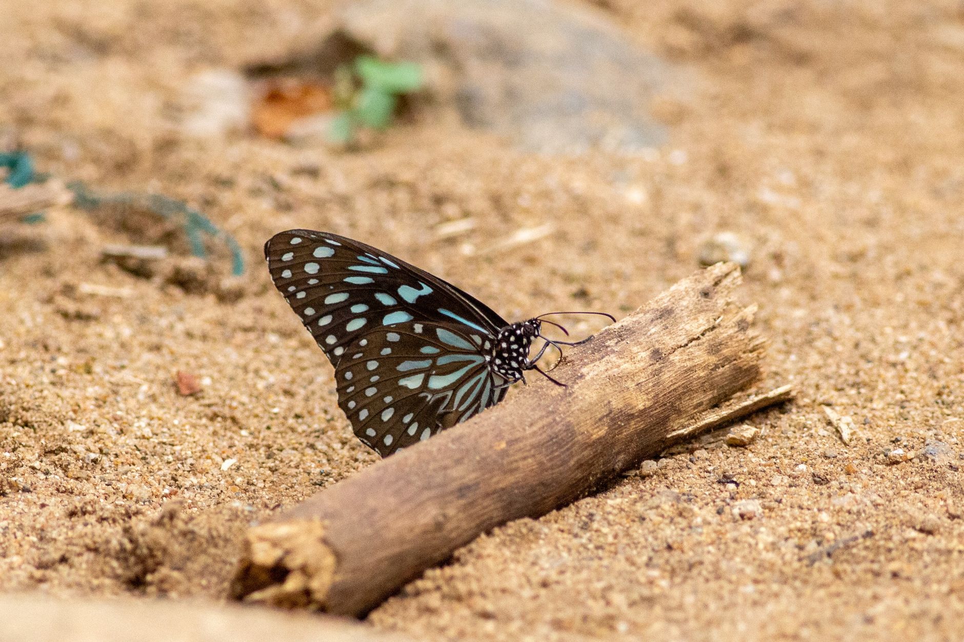 Close-up of a Blue Tiger butterfly on sandy terrain, showcasing its stunning wing pattern — UPI Study