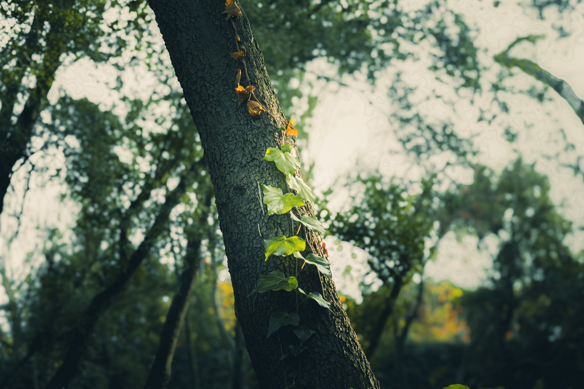 Close-up of vibrant ivy leaves climbing a tree in a dense forest during daylight — UPI Study
