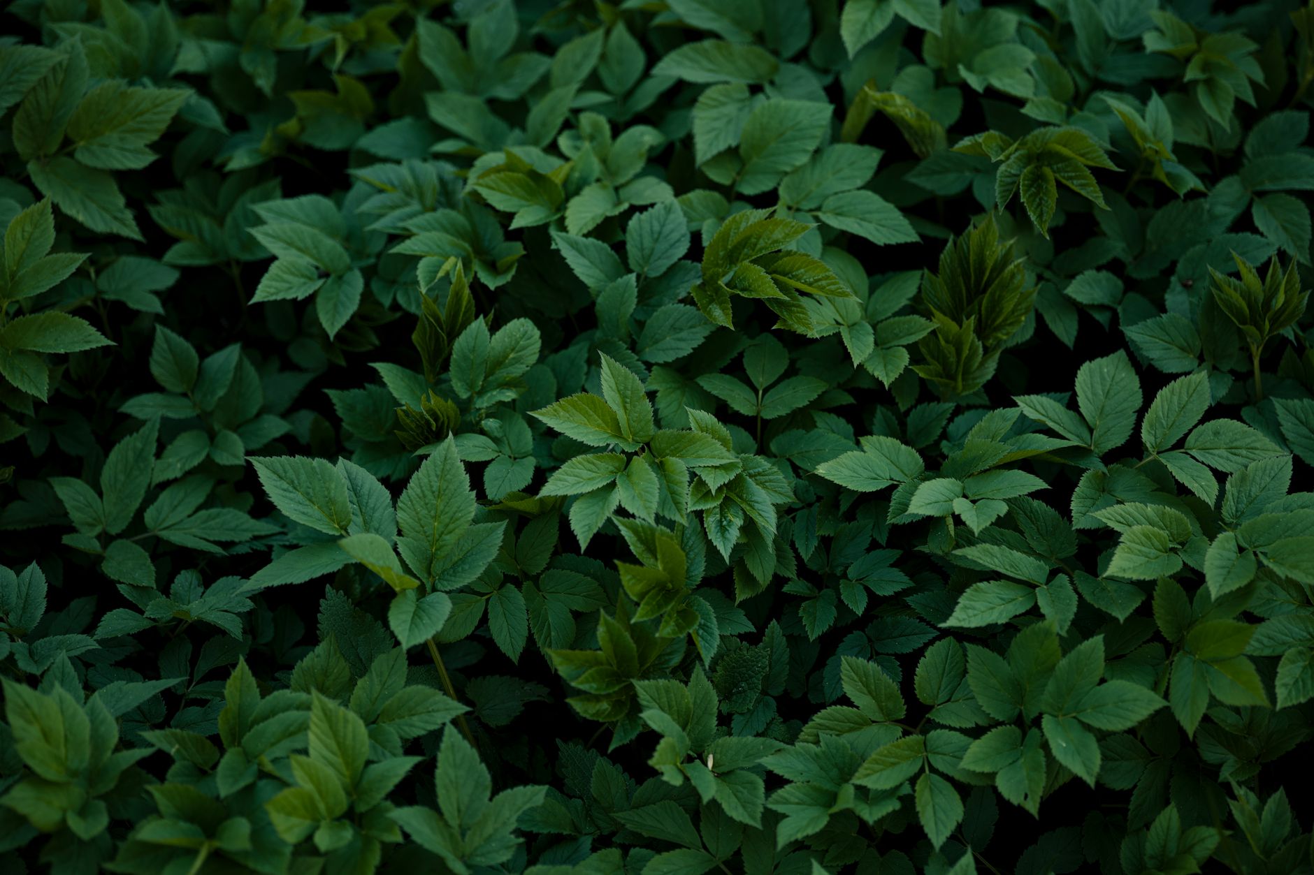 A close-up view of lush green foliage, capturing the beauty of nature's greenery — UPI Study