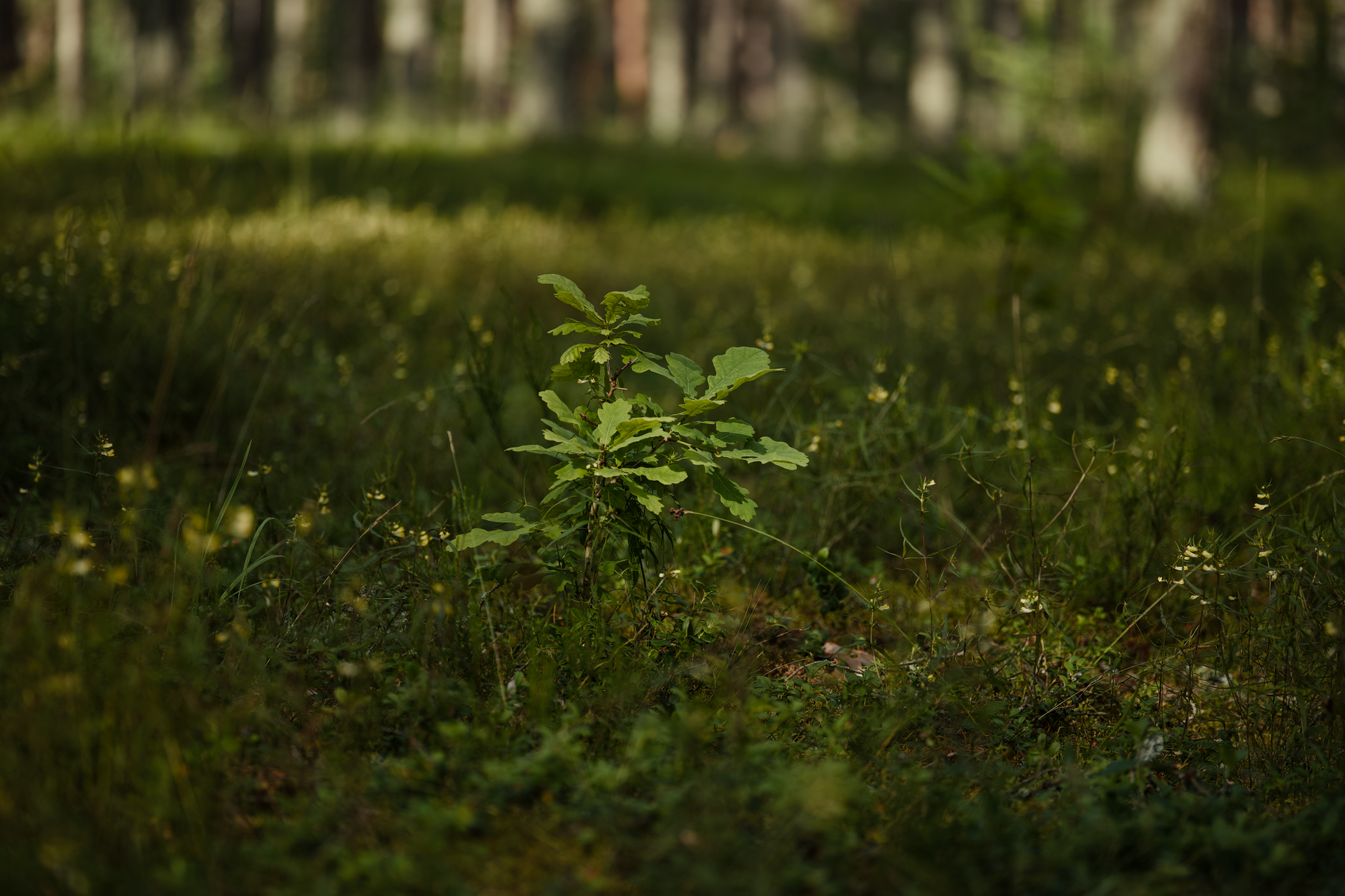 Vibrant young oak sapling thriving in lush green forest under dappled sunlight — UPI Study
